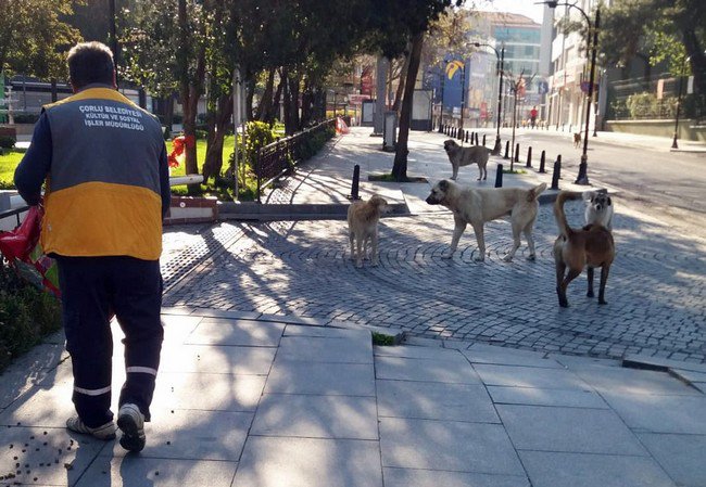 Çorlu Belediyesi Can Dostlarımıza 3 Ton Mama Dağıttı