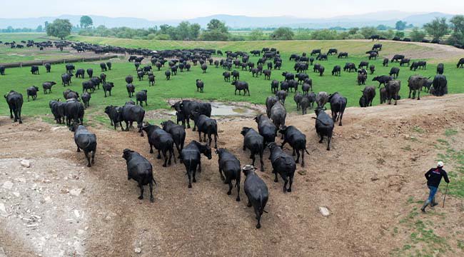 Balıkesir'de Mandaların Afrika'yı Andıran Halleri