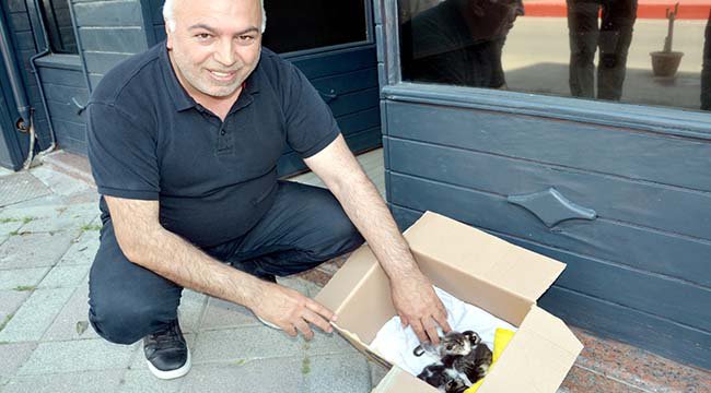 Kocaeli'de Denize Düşerek Kaybolan Kedinin Yavrularına Esnaf Sahip Çıktı