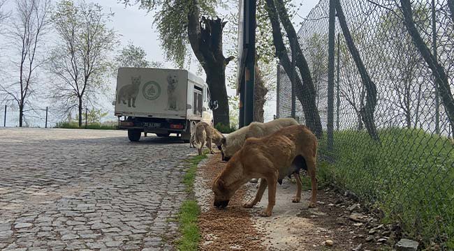 Salgın Sürecinde Sokağa Terk Edilen Hayvan Sayısı Arttı