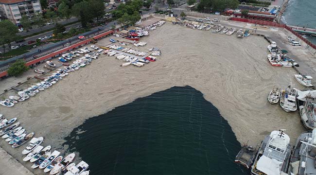 Tekirdağ'da Balıkçı Barınağı Yine Deniz Salyasıyla Kaplandı