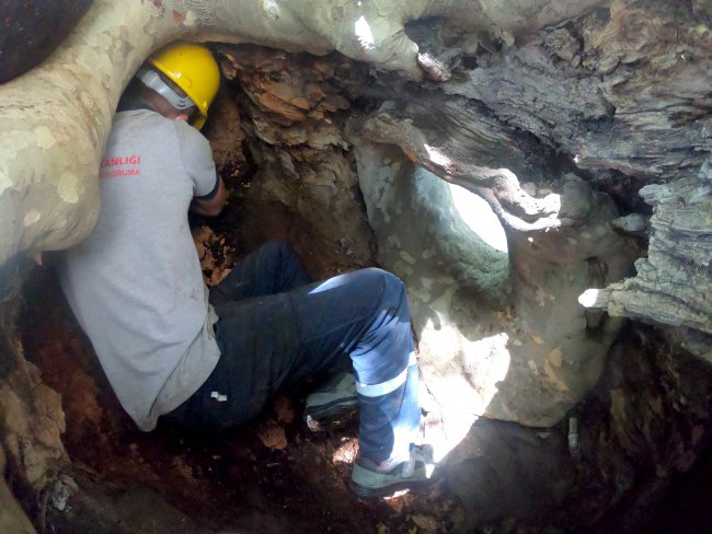 Trakya'da 111 Anıt Ağaç Özel Bakıma Alındı