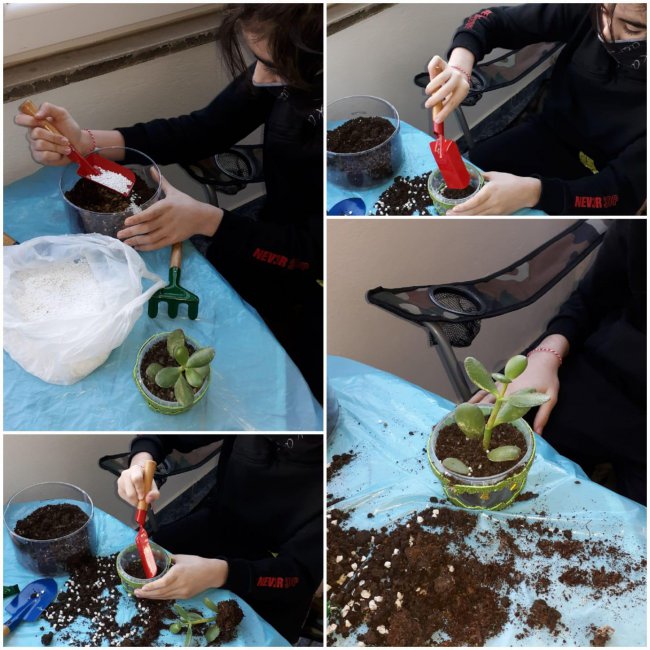 "Tohumların ve Sevginin Yolculuğu"