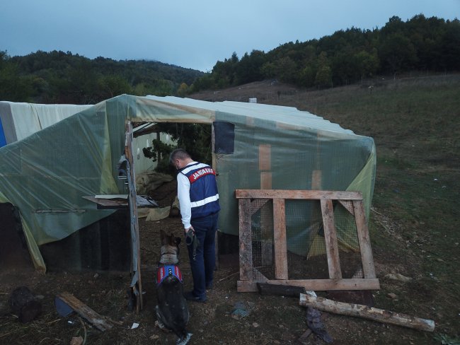 Serada Hint Keneviri Yetiştiren 2 Kişi Yakalandı