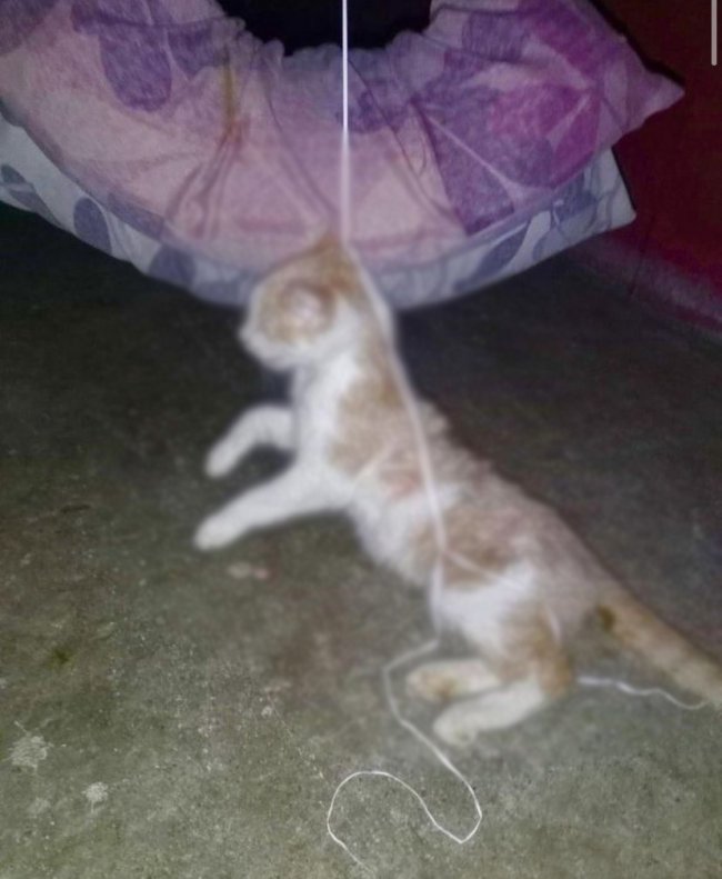 Çorlu'da Kedisini Boğazından Asılmış Halde Buldu