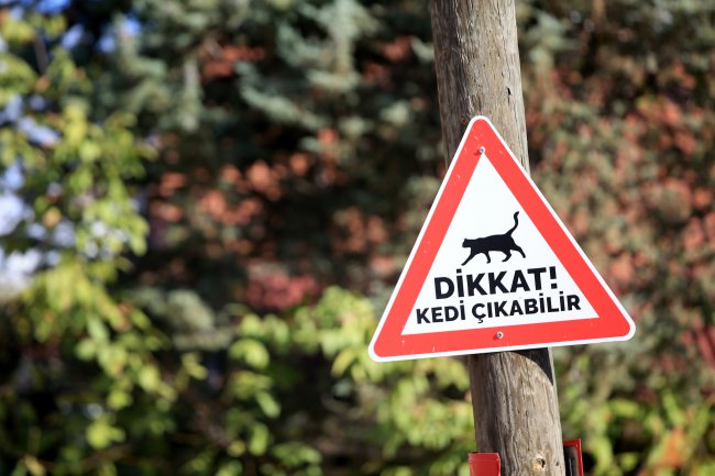 Kırklareli'nde Sürücüler "Kedi - Köpek Çıkabilir" Tabelalarıyla Uyarılıyor