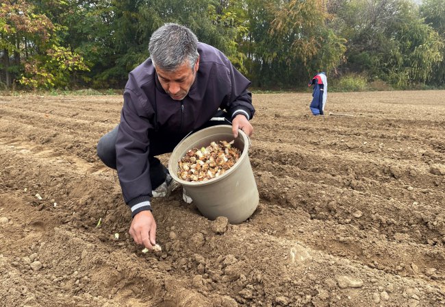 Yüksek Getirili Zambak Üretiminin Edirne'de Yaygınlaştırılması Hedefleniyor