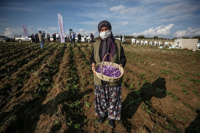 Dönüm Başı 100 Bin Lira Kazandıracak Projede İlk Hasat