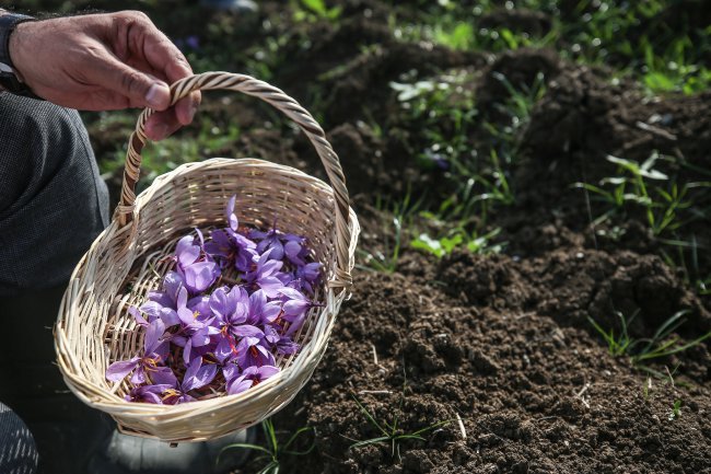 Dönüm Başı 100 Bin Lira Kazandıracak Projede İlk Hasat