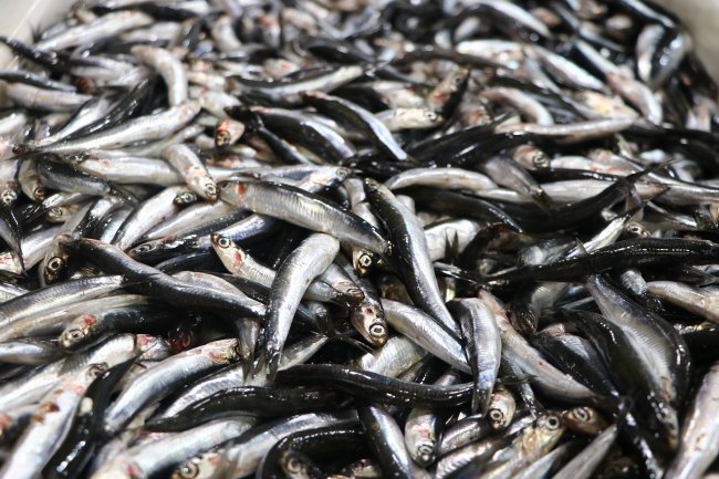Tekirdağ'da Balık Fiyatlarında Son Durum