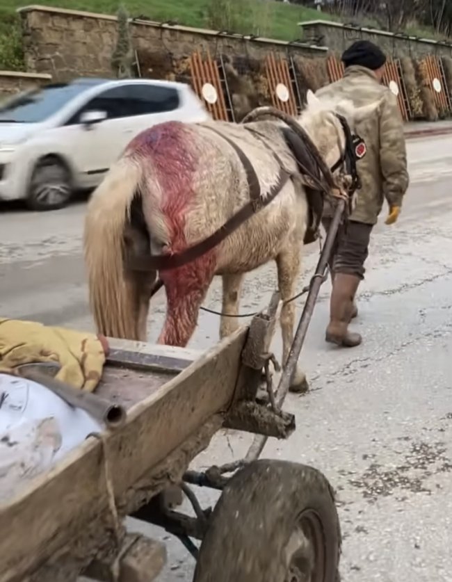 Yaralı Ata Yük Taşıttılar!