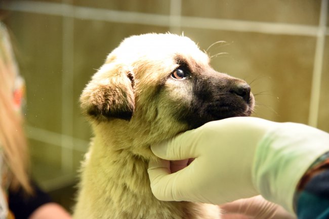 Çorlu Belediyesi Sokak Hayvanlarının Tedavisi İçin Veteriner Fakültesi ile Protokol İmzaladı
