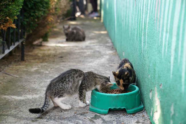 Çorlu Belediyesi Sokak Hayvanlarının Tedavisi İçin Veteriner Fakültesi ile Protokol İmzaladı
