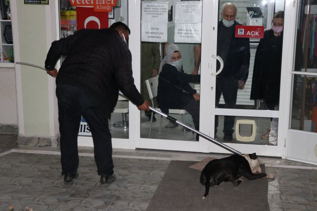 Saldırdığı Kediyi Telef Eden Yasaklı Irk Köpek Barınağa Götürüldü