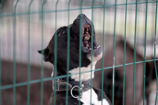 Barınaklar Sokağa Terk Edilen Pitbull İle Doldu