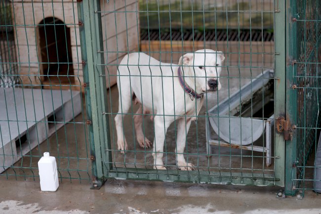 Barınaklar Sokağa Terk Edilen Pitbull İle Doldu