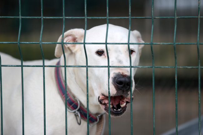 Barınaklar Sokağa Terk Edilen Pitbull İle Doldu