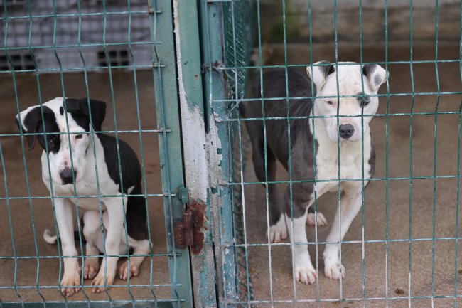 Barınaklar Sokağa Terk Edilen Pitbull İle Doldu
