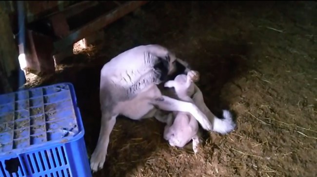 Kangal Köpeğinin Kuzulara Şefkati