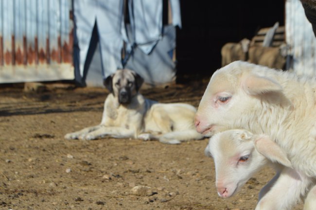 Kangal Köpeğinin Kuzulara Şefkati