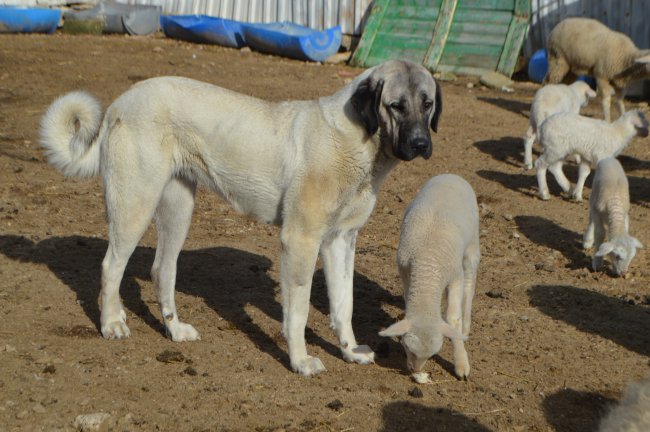 Kangal Köpeğinin Kuzulara Şefkati