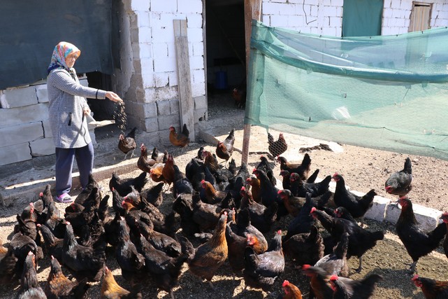 Köyde Yaşayan Kadınların Hayatı Gezen Tavuk Projesiyle Değişti