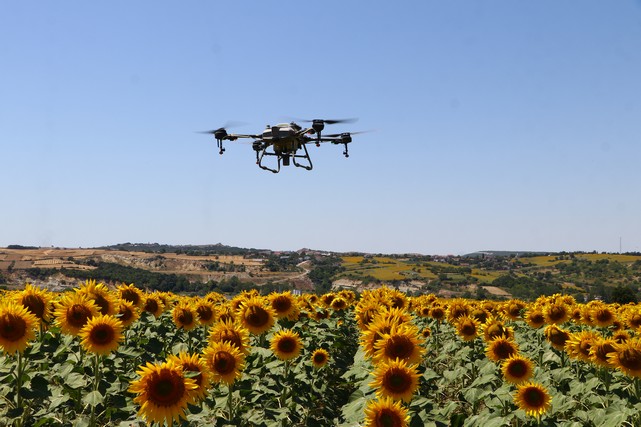 Ayçiçeği Tarlalarında "Çayır Tırtılına" Karşı Dronla İlaçlama Yapılıyor