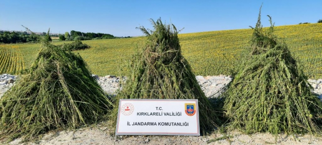 Ayçiçeği Tarlasında 208 Bin Kök Hint Keneviri Ele Geçirildi
