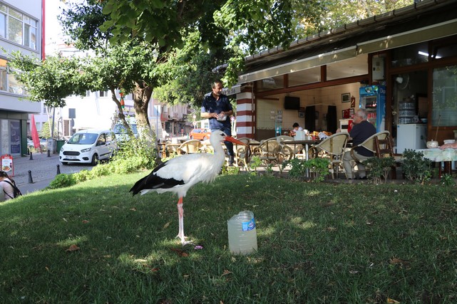 Tekirdağ'a Dönen "Yaşar" İsimli Leylek Kent Sakinlerini Sevindirdi