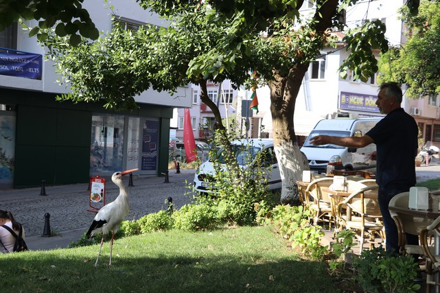 Tekirdağ'a Dönen "Yaşar" İsimli Leylek Kent Sakinlerini Sevindirdi