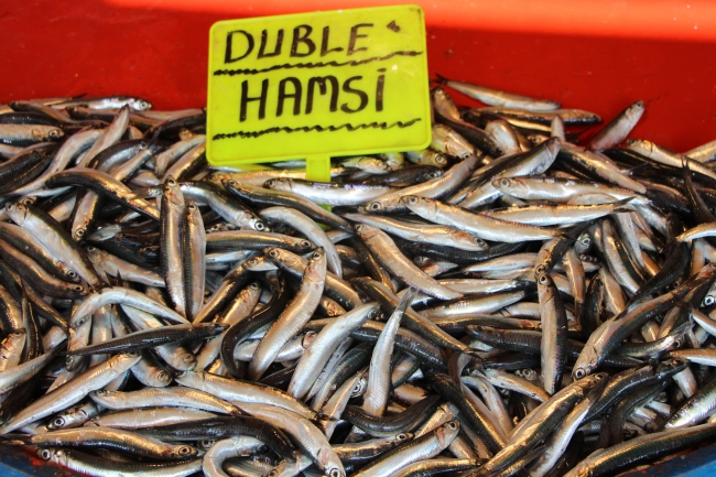 Marmara'da Hamsi, Karadeniz'de Palamut, Balıkçıları Umutlandırdı
