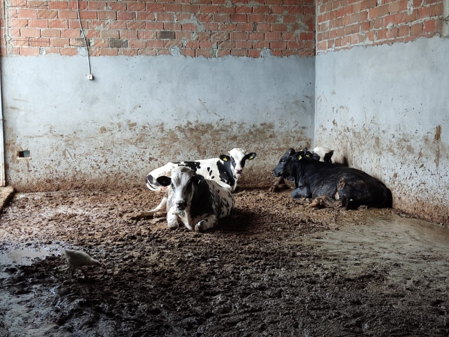 8 Büyükbaş Hayvanını Sattı, Parasını Alamadı