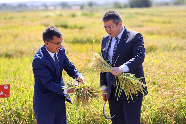 Çeltik Üretiminde Yüksek Verim Bekleniyor