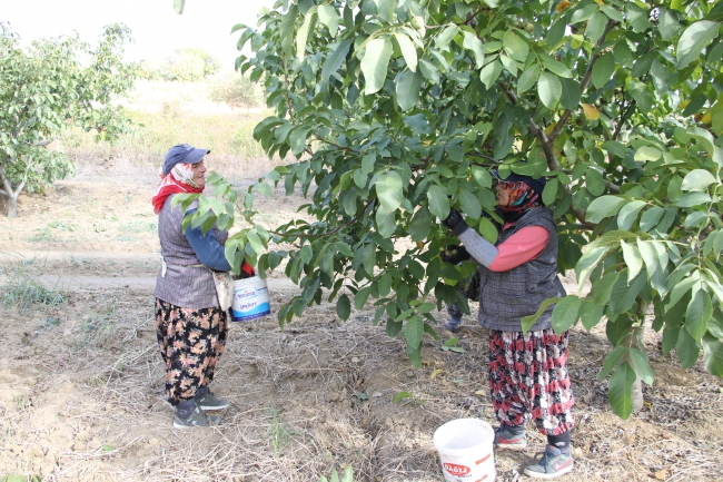 Bağcılık Araştırma Enstitüsü Ceviz Bahçesinde Hasat Başladı