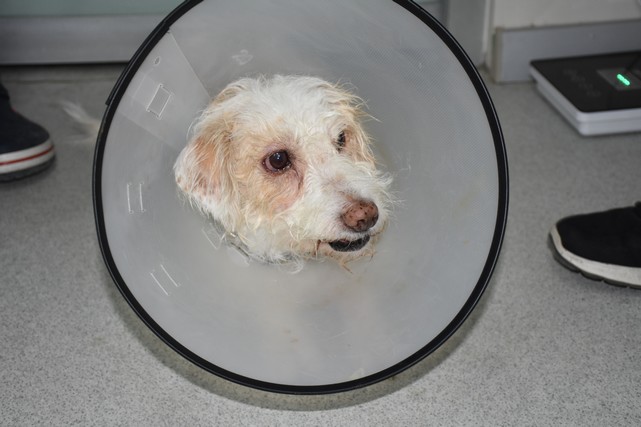 Tek Gözü Görmeyen Köpeğe Katarakt Ameliyatı Yapıldı