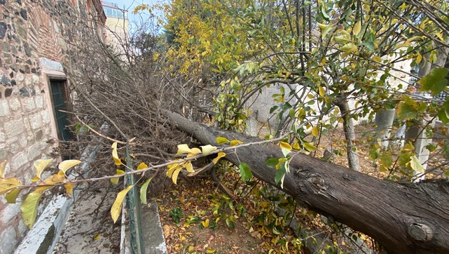 Tarihi Caminin Bahçesindeki Çam Ağacı Devrildi