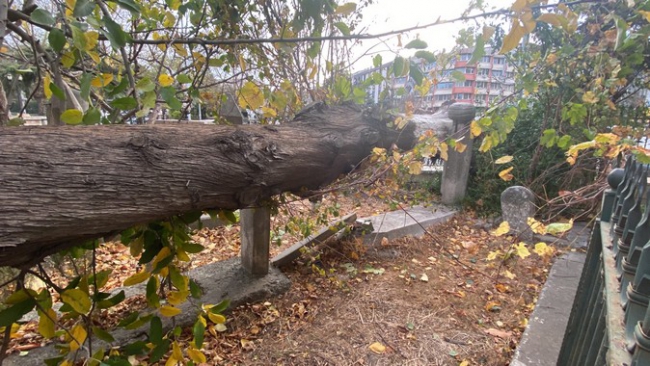 Tarihi Caminin Bahçesindeki Çam Ağacı Devrildi