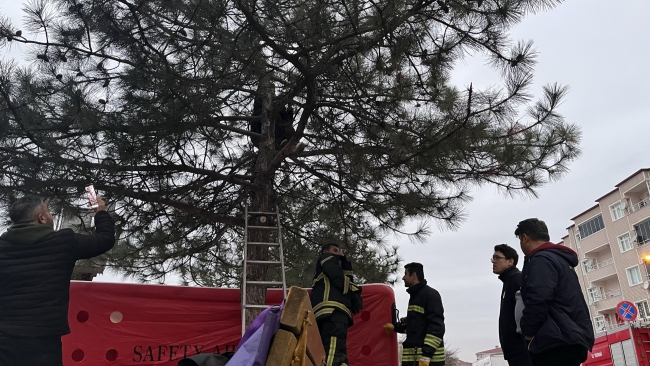Dolandırılan Kadın Ağaca Çıktı