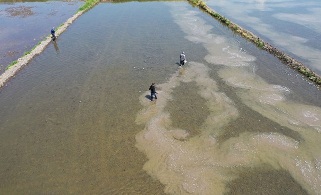 Çeltik Ekimi Başladı