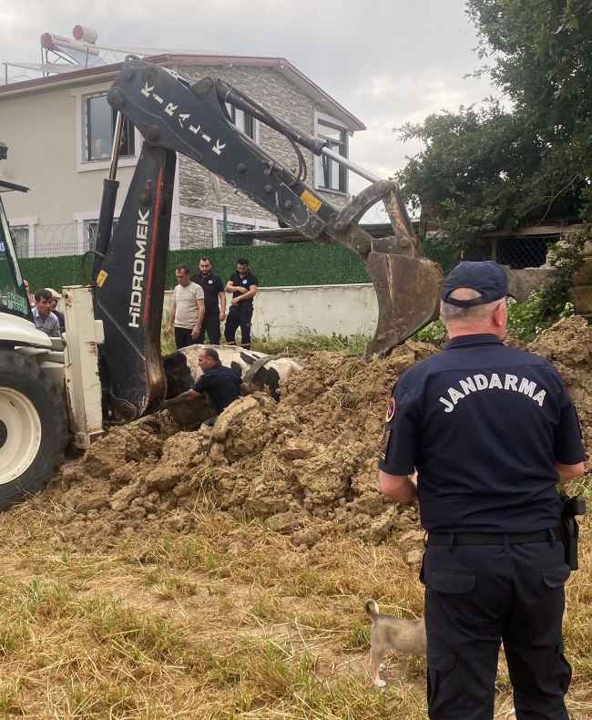 Foseptik Çukuruna Düşen İneği İtfaiye Ekipleri Kurtardı