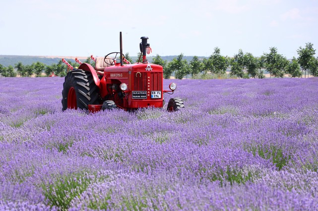 Tekirdağ, Doğası, Denizi ve Lavanta Tarlalarıyla Da Anılır Hale Geldi