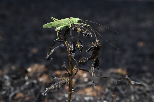 20 Günde 930 Dönüm Ekili Alan Yandı!