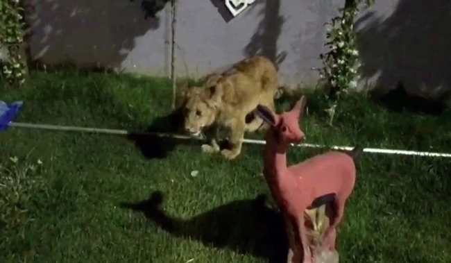 Baskın Yapılan Villadan Aslan, Maymun ve Piton Yılanı Çıktı