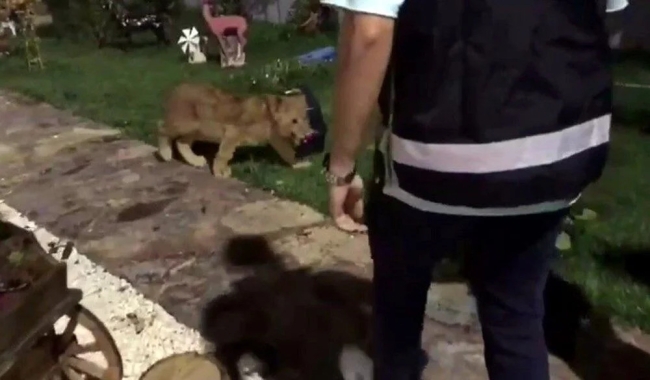 Baskın Yapılan Villadan Aslan, Maymun ve Piton Yılanı Çıktı