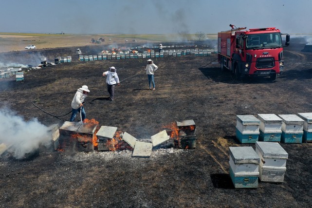 Tarlada Çıkan Yangın Arı Kovanlarına Sıçradı