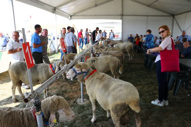 Tekirdağ'da "Koç Güzellik Yarışması" Yapıldı