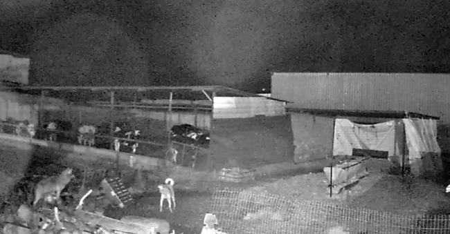 Kurtlar İndikleri Köylerde 10 Koyunu Öldürdü