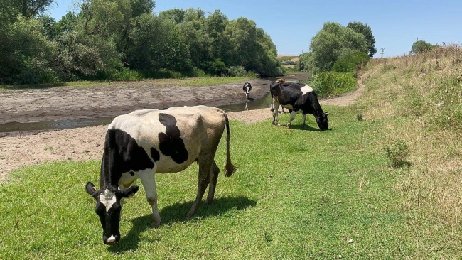 Tunca Nehri kuruma noktasına geldi, çeltik sulaması durdu!