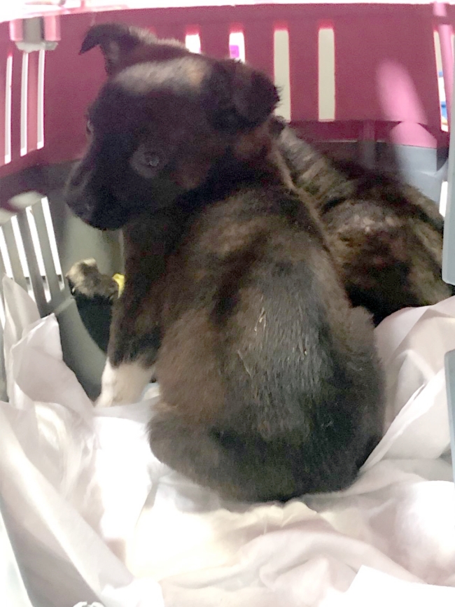 Barınak Görevlileri Yavru Köpekleri Poşetle Çöpe Attı