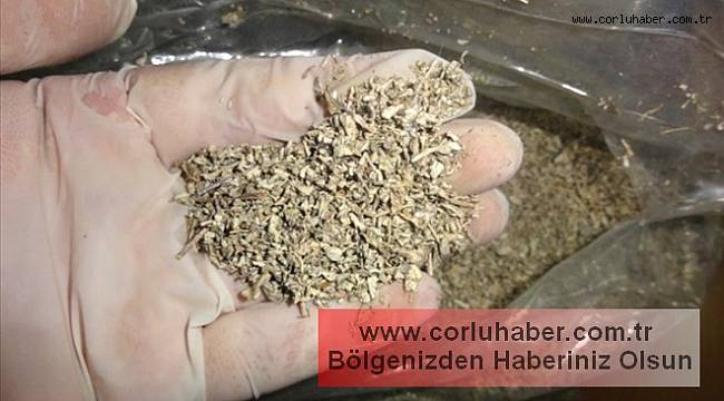 Günümüzün Belası "Bonzai"